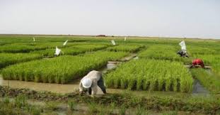 القطاع الزراعي الموريتاني الواقع والآفاق (*)