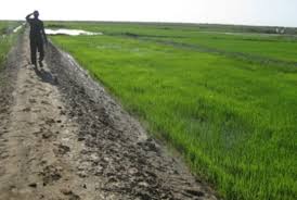 مواصلة العمل في شق قناة لصرف المياه عن المزارع في مقاطعة كرمسين