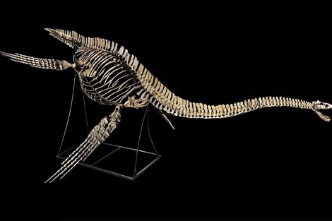 هيكل ديناصور بحري يعود من فرنسا إلى المغرب