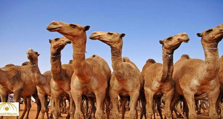توجه رسمي موريتاني لتصدير قطعان الإبل إلى ليبيا