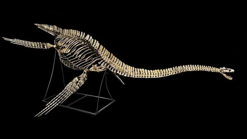 ديناصور مسروق من المغرب يباع بـ4.5 مليون درهم