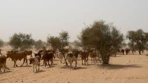 عاجل: تهريب 80 رأسا من البقر من موريتانيا إلى القرب من بامكو
