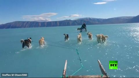 كلاب تسير على المياه