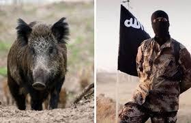 خنازير برية تقتل 3 عناصر من "داعش" في كركوك.. والتنظيم ينتقم!