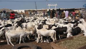 شركات خليجية تتطلع إلى صفقات في قطاع الثروة الحيوانية الموريتاني